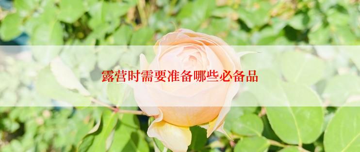 露营时需要准备哪些必备品