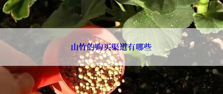 山竹的购买渠道有哪些