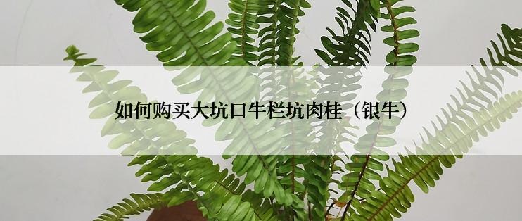 如何购买大坑口牛栏坑肉桂(银牛)