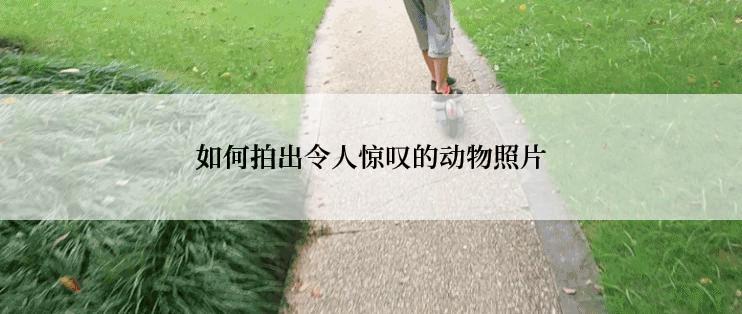 如何拍出令人惊叹的动物照片