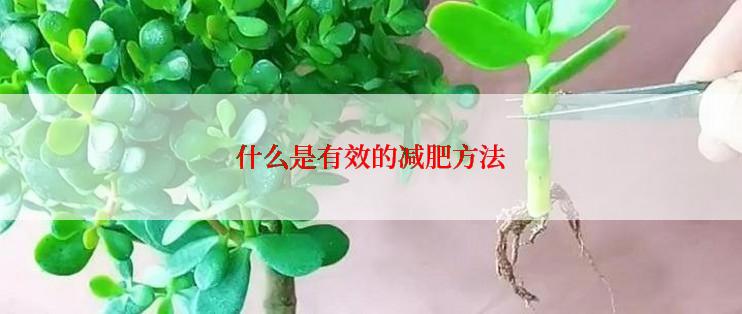 什么是有效的减肥方法