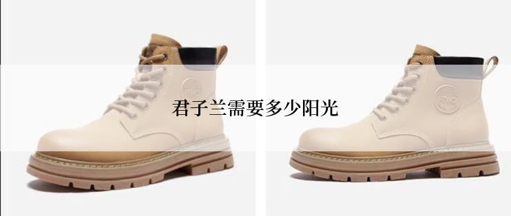 君子兰需要多少阳光