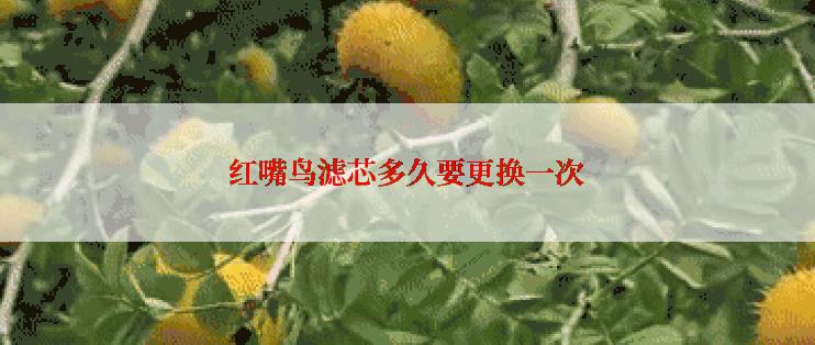 红嘴鸟滤芯多久要更换一次