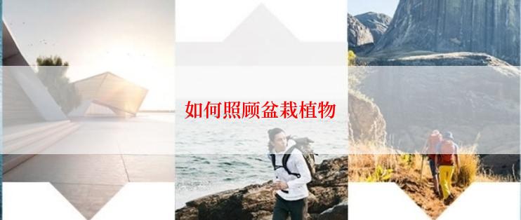 如何照顾盆栽植物