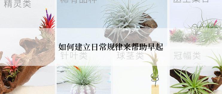 如何建立日常规律来帮助早起