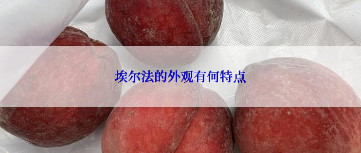 埃尔法的外观有何特点
