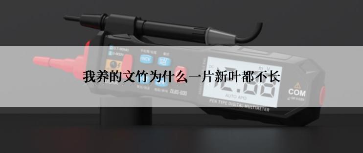 我养的文竹为什么一片新叶都不长