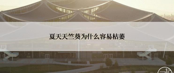 夏天天竺葵为什么容易枯萎