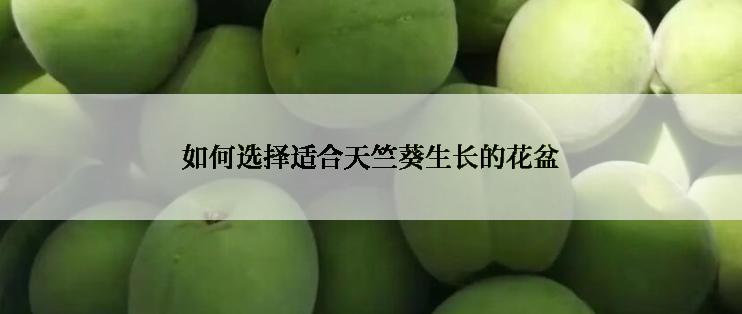 如何选择适合天竺葵生长的花盆