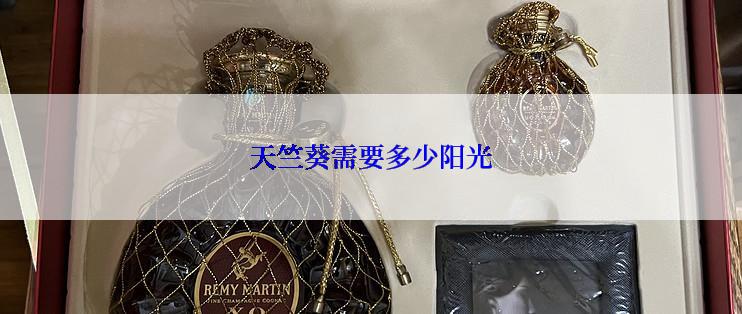 天竺葵需要多少阳光