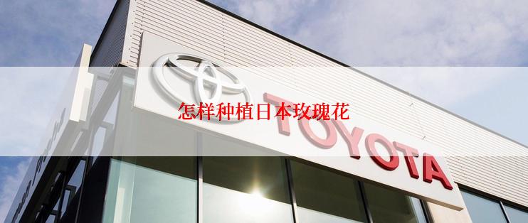 怎样种植日本玫瑰花