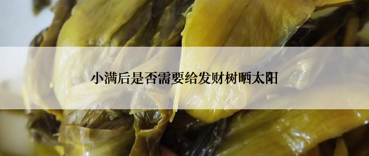 小满后是否需要给发财树晒太阳