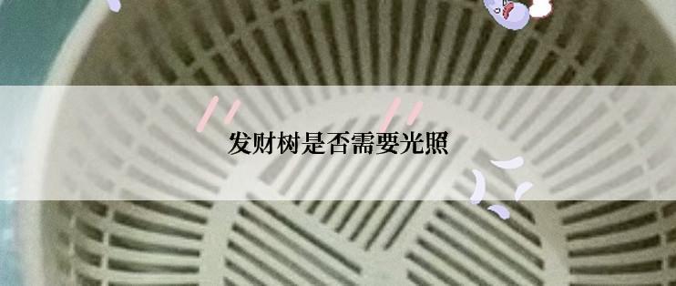发财树是否需要光照