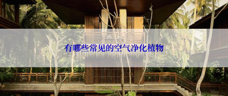 有哪些常见的空气净化植物