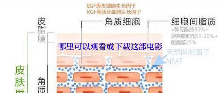 哪里可以观看或下载这部电影