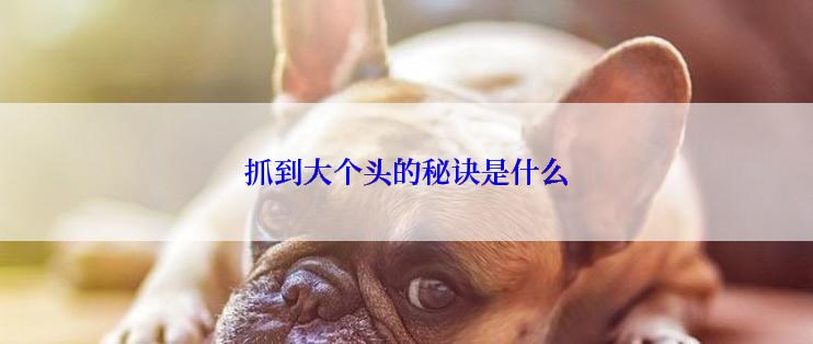 抓到大个头的秘诀是什么