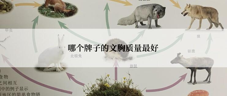 哪个牌子的文胸质量最好
