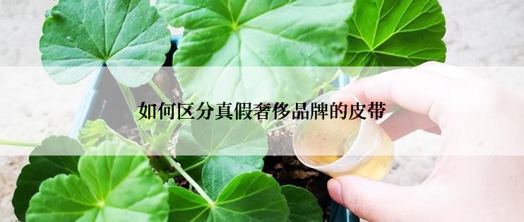 如何区分真假奢侈品牌的皮带