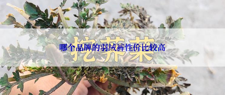 哪个品牌的羽绒裤性价比较高