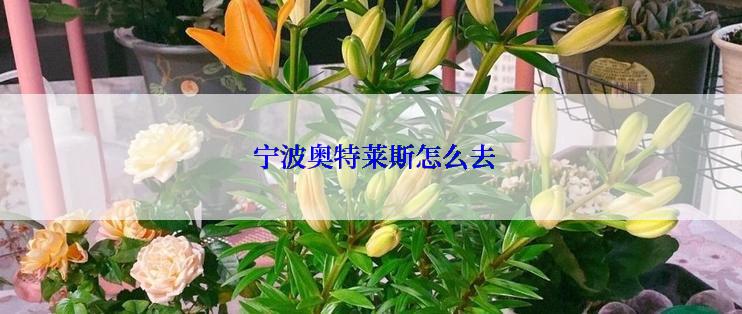 宁波奥特莱斯怎么去