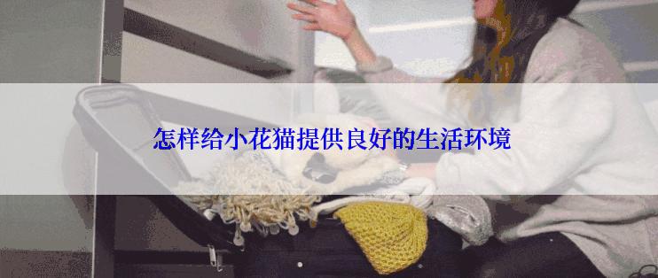  怎样给小花猫提供良好的生活环境